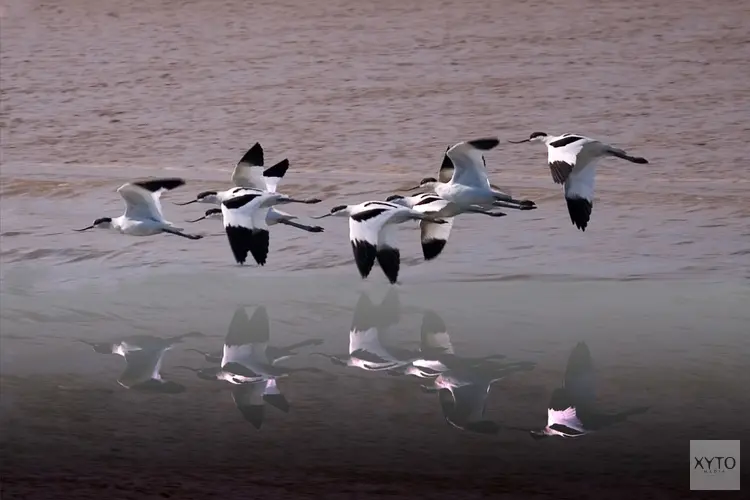 Geld voor maatregelen en onderzoek naar Wadvogelpopulaties