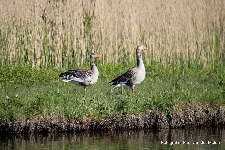 Voorstel voor nieuw ganzenbeleid in Fryslân: Gans in balans