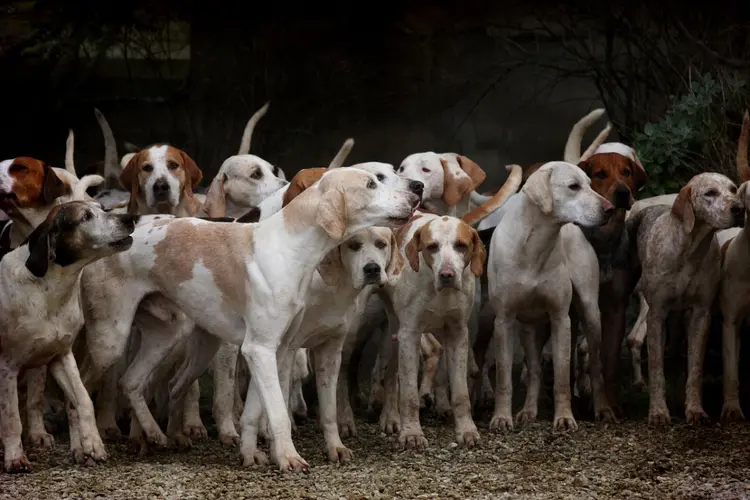 Strengere aanpak van loslopende honden in Harlingen